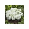 1ft Evergeen Azalea 'Pleasant White' |3L Pot | Azelea japonica -Frank P Matthews Sales Shop PL301433L main image cfa4