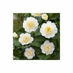 3ft Camellia 'Brushfield's Yellow' | 4L | Camellia japonica -Frank P Matthews Sales Shop PL30150 add image 1 f39d
