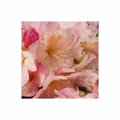 Rhododendron 'Percy Wiseman' | 3L Pot - Rhododendron Yakushimanum -Frank P Matthews Sales Shop PL301543L add image 3 ea03