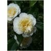 3ft Camellia 'Jury's Yellow' | 4L | Camellia japonica