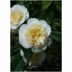 3ft Camellia 'Jury's Yellow' | 4L | Camellia japonica