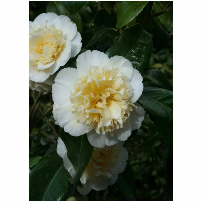3ft Camellia 'Jury's Yellow' | 4L | Camellia japonica 3 3ft Camellia 'Jury's Yellow' | 4L | Camellia japonica
