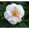 3ft Camellia 'Lady Vansittart' | 4L | Camellia japonica -Frank P Matthews Sales Shop PL30158 main image 694b