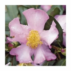 2ft Camellia 'Cleopatra' | Camellia sasanqua | 10L Pot