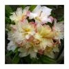 2ft Deciduous Azalea 'Cannons Double' | 5L Pot -Frank P Matthews Sales Shop PL30167 main image 9a9e