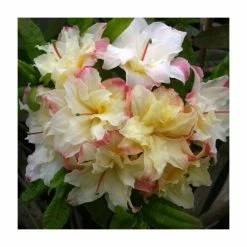 2ft Deciduous Azalea 'Cannons Double' | 5L Pot