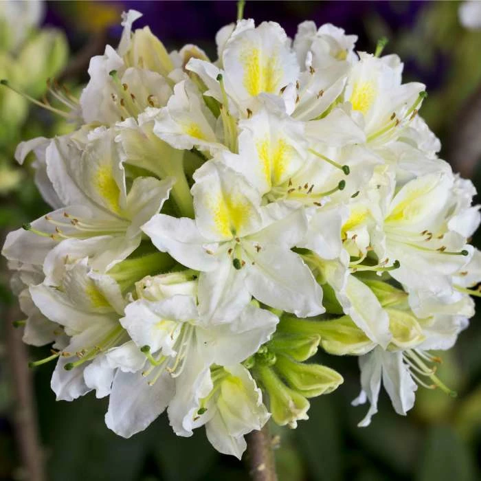 2ft Deciduous Azalea 'Daviesii' | 5L Pot 3 2ft Deciduous Azalea 'Daviesii' | 5L Pot