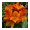 2ft Deciduous Azalea 'Glowing Embers' | 5L Pot -Frank P Matthews Sales Shop PL30170 main image f9d1
