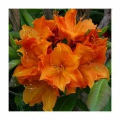2ft Deciduous Azalea 'Glowing Embers' | 5L Pot