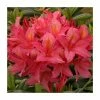 2ft Deciduous Azalea 'Jolie Madame' | 5L Pot