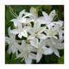 2ft Deciduous Azalea 'Viscosum' | 5L Pot -Frank P Matthews Sales Shop PL30176 main image 43cc