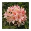 2ft Deciduous Azalea 'Chanel' | 5L Pot 2 2ft Deciduous Azalea 'Chanel' | 5L Pot -Frank P Matthews Sales Shop PL30178 main image 10ec