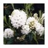 1ft Dwarf Rhododendron 'Arctic Tern' | 3L Pot