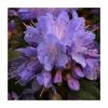 1ft Dwarf Rhododendron 'Blue Tit' | 3L Pot -Frank P Matthews Sales Shop PL30183 main image 7d0a