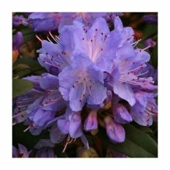 1ft Dwarf Rhododendron 'Blue Tit' | 3L Pot