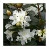 1ft Dwarf Rhododendron 'Cream Crest' | 3L Pot -Frank P Matthews Sales Shop PL30185 main image ba62