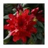 1ft Dwarf Rhododendron 'Elizabeth Hobbie' | 3L Pot -Frank P Matthews Sales Shop PL30186 main image a97e