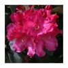 1ft Dwarf Rhododendron 'Gartendirector Glocker' | 3L Pot -Frank P Matthews Sales Shop PL30187 main image 5149