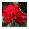 1ft Dwarf Rhododendron 'Gertrude Schale' | 3L Pot -Frank P Matthews Sales Shop PL30188 main image fef9