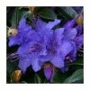 1ft Dwarf Rhododendron 'Gristede' | 3L Pot