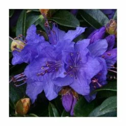 1ft Dwarf Rhododendron 'Gristede' | 3L Pot