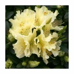 1ft Dwarf Rhododendron 'Patty Bee' | 3L Pot