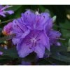 1ft Dwarf Rhododendron 'Purple Gem' | 3L Pot -Frank P Matthews Sales Shop PL30195 main image 8c22