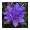 1ft Dwarf Rhododendron 'Sacko' | 3L Pot -Frank P Matthews Sales Shop PL30198 main image 9c2c