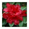 1ft Dwarf Rhododendron 'Scarlet Wonder' | 3L Pot -Frank P Matthews Sales Shop PL30199 main image 8f0f