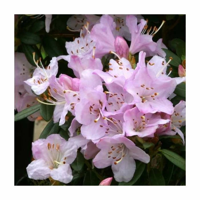 1ft Dwarf Rhododenron 'Snipe' | 3L Pot 3 1ft Dwarf Rhododenron 'Snipe' | 3L Pot