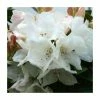 1ft Dwarf Rhododendron 'Tinkerbird' | 3L Pot