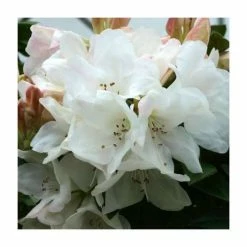 1ft Dwarf Rhododendron 'Tinkerbird' | 3L Pot
