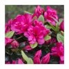 1ft Evergreen Azalea 'Canzonetta' |3L Pot | Azelea japonica -Frank P Matthews Sales Shop PL30207 main image afd5