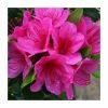 1ft Evergreen Azalea 'Corany' |3L Pot | Azelea japonica -Frank P Matthews Sales Shop PL30208 main image 9b0b
