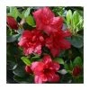 1ft Evergreen Azalea 'Florida' |3L Pot | Azelea japonica -Frank P Matthews Sales Shop PL30209 main image ad87