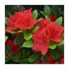 1ft Evergreen Azalea 'Geisha Orange' |3L Pot | Azelea japonica -Frank P Matthews Sales Shop PL30210 main image 1183