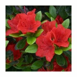 1ft Evergreen Azalea 'Geisha Orange' |3L Pot | Azelea japonica