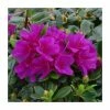 1ft Evergreen Azalea 'Geisha Purple' |3L Pot | Azelea japonica -Frank P Matthews Sales Shop PL30211 main image 410a