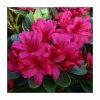 1ft Evergreen Azalea 'Geisha Red' |3L Pot | Azelea japonica -Frank P Matthews Sales Shop PL30212 main image 346f