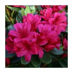 1ft Evergreen Azalea 'Geisha Red' |3L Pot | Azelea japonica