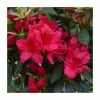 1ft Evergreen Azalea 'George Arends' |3L Pot | Azelea japonica -Frank P Matthews Sales Shop PL30213 main image 6edb