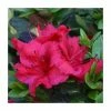 1ft Evergreen Azalea 'Johanna' |3L Pot | Azelea japonica 2 1ft Evergreen Azalea 'Johanna' |3L Pot | Azelea japonica -Frank P Matthews Sales Shop PL30215 main image 241c
