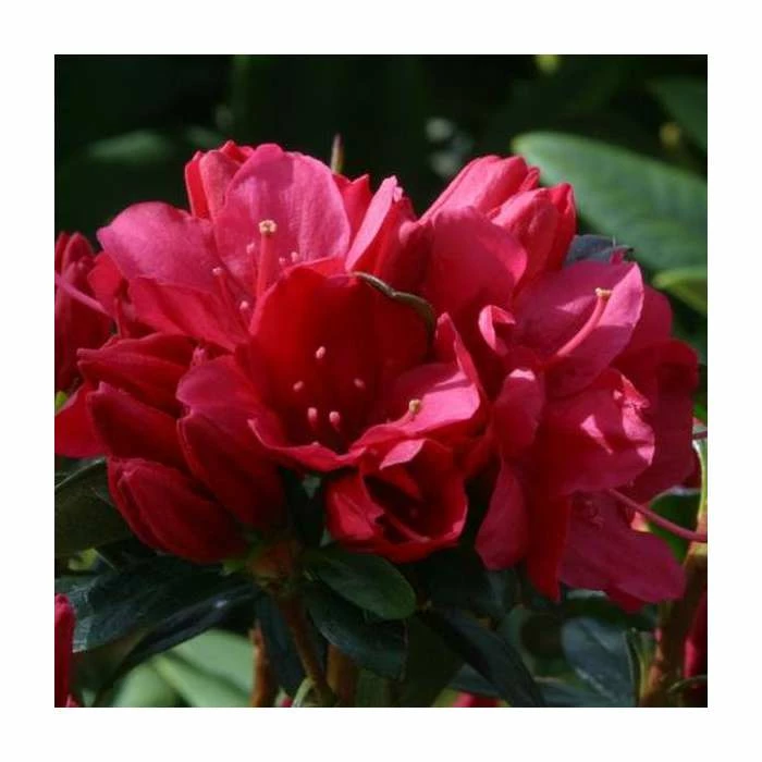 1ft Evergreen Azalea 'Madame Galle' |3L Pot | Azelea japonica 3 1ft Evergreen Azalea 'Madame Galle' |3L Pot | Azelea japonica