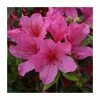 1ft Evergreen Azalea 'Madame Van Hecke' |3L Pot | Azelea japonica 1 1ft Evergreen Azalea 'Madame Van Hecke' |3L Pot | Azelea japonica -Frank P Matthews Sales Shop PL30218 main image f5d0