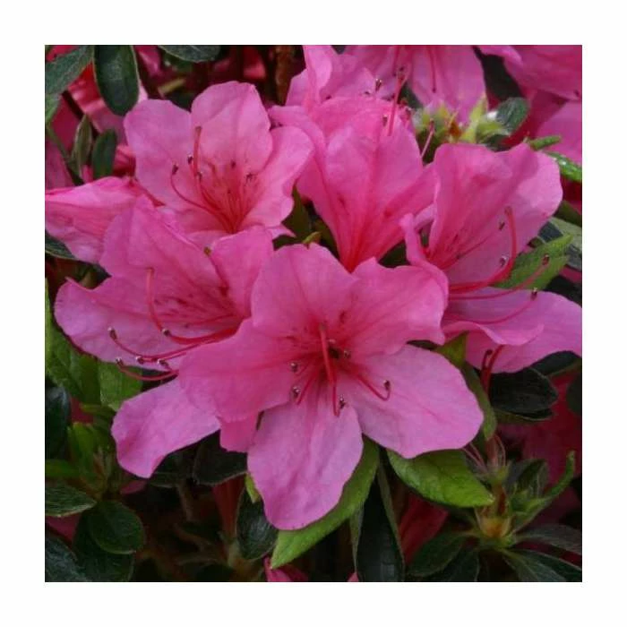 1ft Evergreen Azalea 'Madame Van Hecke' |3L Pot | Azelea japonica 3 1ft Evergreen Azalea 'Madame Van Hecke' |3L Pot | Azelea japonica