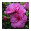 1ft Evergreen Azalea 'Maria Elena' |3L Pot | Azelea japonica -Frank P Matthews Sales Shop PL30219 main image d0ba