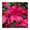 1ft Evergreen Azalea 'Maruska' |3L Pot | Azelea japonica