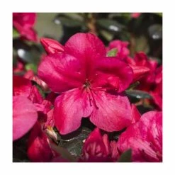 1ft Evergreen Azalea 'Maruska' |3L Pot | Azelea japonica