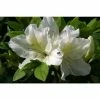 Rhododendron 'Mary Helen'