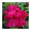 1ft Evergreen Azalea 'Mothers Day' |3L Pot | Azelea japonica -Frank P Matthews Sales Shop PL30222 main image ac38